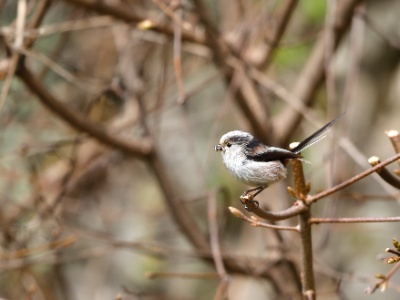 28A2347 copy  FRA: Mésange à longue queue GRB: Long-tailed tit DEU: Schwanzmeise ESP: El mito (Aegithalos caudatus) ITA: codibùgnolo RUS: Длиннохвостая синица CHN: 银喉长尾山雀