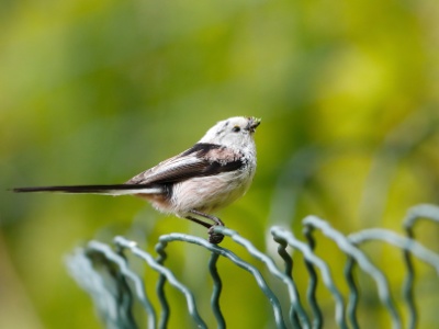 28A2354 copy  FRA: Mésange à longue queue GRB: Long-tailed tit DEU: Schwanzmeise ESP: El mito (Aegithalos caudatus) ITA: codibùgnolo RUS: Длиннохвостая синица CHN: 银喉长尾山雀