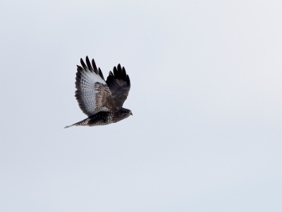 328A3580 copy  FRA: Buse variable (Buteo buteo) GRB: Common buzzard DEU: Mäusebussard ESP:  Buteo buteo ITA: Buteo buteo RUS: Обыкновенный канюк CHN: 普通鵟