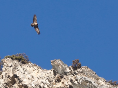 328A3662 copy  FRA: Gypaète barbu (Gypaetus barbatus) GRB: Bearded Vulture DEU: Bartgeier ESP: Gypaetus barbatus ITA: Gypaetus barbatus RUS: Бородач CHN: 胡兀鷲