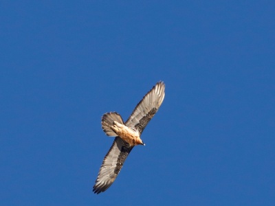 328A3679 copy  FRA: Gypaète barbu (Gypaetus barbatus) GRB: Bearded Vulture DEU: Bartgeier ESP: Gypaetus barbatus ITA: Gypaetus barbatus RUS: Бородач CHN: 胡兀鷲