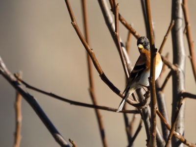 328A3680 copy  FRA: Pinson du Nord (Fringilla montifringilla) GRB: Brambling DEU: Bergfink ESP: Fringilla montifringilla ITA: Fringilla montifringilla RUS: Вьюрок CHN: 燕雀