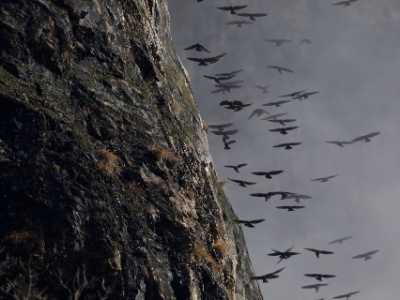 328A3794  FRA: Chocard à bec jaune (Pyrrhocorax graculus) GRB: Alpine chough (Pyrrhocorax graculus) DEU: Alpendohle ESP: Pyrrhocorax graculus ITA: Pyrrhocorax graculus RUS: Альпийская галка CHN: 黄嘴山鸦