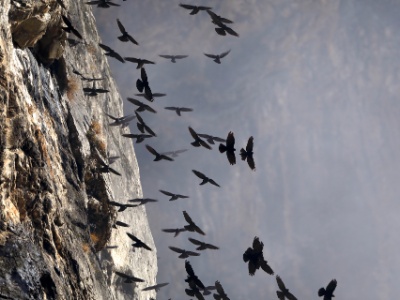 328A3796  FRA: Chocard à bec jaune (Pyrrhocorax graculus) GRB: Alpine chough (Pyrrhocorax graculus) DEU: Alpendohle ESP: Pyrrhocorax graculus ITA: Pyrrhocorax graculus RUS: Альпийская галка CHN: 黄嘴山鸦
