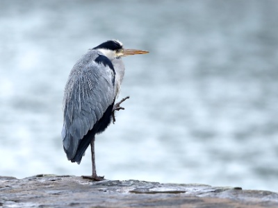 28A0963 copy  FRA: Héron cendré (Ardea cinerea) GRB: Grey Heron DEU: Graureiher ESP: Ardea cinerea ITA: Ardea cinerea RUS: Серая цапля CHN: 苍鹭