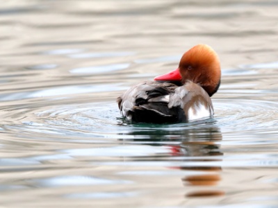 28A1010 copy  FRA: Nette rousse (Netta rufina) GRB: Red-crested pochard DEU: Kolbenente ESP: Netta rufina ITA: Netta rufina  RUS: Красноносый нырок