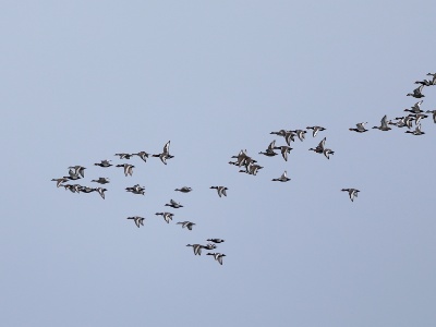 28A1041 copy  FRA: Fuligule morillon (Aythya fuligula) GRB: Tufted duck DEU: Reiherente ESP:Aythya fuligula ITA: Aythya fuligula RU: Хохлатая чернеть CHN: 凤头潜鸭