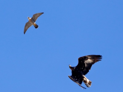 28A1098 copy  FRA: Faucon pèlerin (Falco peregrinus) GRB: Peregrine falcon DEU: Wanderfalke ESP: Falco peregrinus ITA: Falco peregrinus RUS: Сапсан CHN: 游隼 FRA: Aigle royal (Aquila chrysaetos) GRB: Golden Eagle DE: Steinadler
