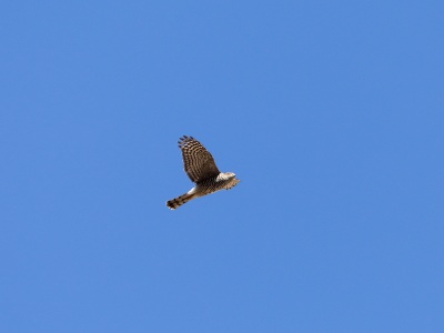 28A0445 copy  FRA: Épervier d'Europe (Accipiter nisus) GRB: Eurasian sparrowhawk DEU: Sperber (Art) ESP: Accipiter nisus ITA: Accipiter nisus RUS: Ястреб-перепелятник CHN: 雀鹰