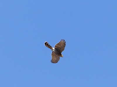28A0455 copy  FRA: Épervier d'Europe (Accipiter nisus) GRB: Eurasian sparrowhawk DEU: Sperber (Art) ESP: Accipiter nisus ITA: Accipiter nisus RUS: Ястреб-перепелятник CHN: 雀鹰