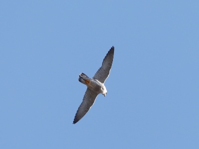 28A0481 copy  FRA: Faucon pèlerin (Falco peregrinus) GRB: Peregrine falcon DEU: Wanderfalke ESP: Falco peregrinus ITA: Falco peregrinus RUS: Сапсан CHN: 游隼