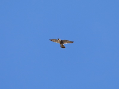 28A0486 copy  FRA: Faucon pèlerin (Falco peregrinus) GRB: Peregrine falcon DEU: Wanderfalke ESP: Falco peregrinus ITA: Falco peregrinus RUS: Сапсан CHN: 游隼