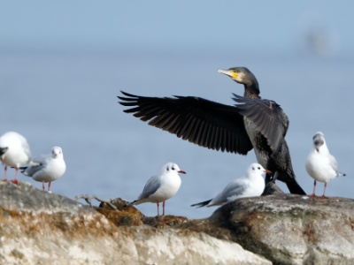 28A0904 copy  FRA: Grand Cormoran (Phalacrocorax carbo) GRB: Great cormorant DEU: Kormoran ESP: cormorán grande (Phalacrocorax carbo) ITA: Phalacrocorax carbo RUS: Большой баклан CHN: 普通鸕鶿