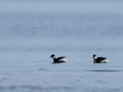 28A0908 copy  FRA: Grèbe à cou noir (Podiceps nigricollis) GRB: Black-necked grebe DEU: Schwarzhalstaucher ESP: Podiceps nigricollis ITA: Podiceps nigricollis RUS: Черношейная поганка CHN: 黑頸鸊鷉