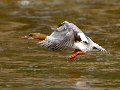 28A1301  FRA: Harle bièvre (Mergus merganser) GRB: Common merganser DEU: Gänsesäger ESP: Mergus merganser ITA: Mergus merganser RUS: Большой крохаль CHN: 普通秋沙鸭