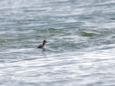 28A1351 copy  FRA: Grèbe à cou noir (Podiceps nigricollis) GRB: Black-necked grebe DEU: Schwarzhalstaucher ESP: Podiceps nigricollis ITA: Podiceps nigricollis RUS: Черношейная поганка CHN: 黑頸鸊鷉