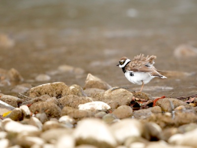 28A1377 copy  FRA: Petit Gravelot (Charadrius dubius) GRB: Little Ringed Plover DEU: Flussregenpfeifer ESP: Charadrius dubius ITA: Charadrius dubius RUS: Малый зуёк CHN: