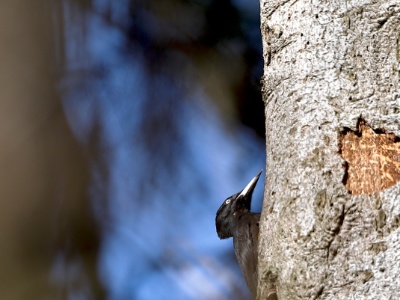 28A1404 copy  FRA: Pic Noir (Dryocopus martius) GRB: Black woodpecker DEU: Schwarzspecht ESP: Dryocopus martius ITA: Dryocopus martius RUS: Желна CHN: