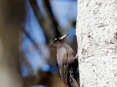 28A1409 copy  FRA: Pic Noir (Dryocopus martius) GRB: Black woodpecker DEU: Schwarzspecht ESP: Dryocopus martius ITA: Dryocopus martius RUS: Желна CHN: