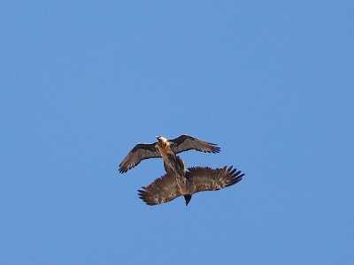 28A1470 copy  FRA: Gypaète barbu (Gypaetus barbatus) GRB: Bearded Vulture DEU: Bartgeier ESP: Gypaetus barbatus ITA: Gypaetus barbatus RUS: Бородач CHN: 胡兀鷲