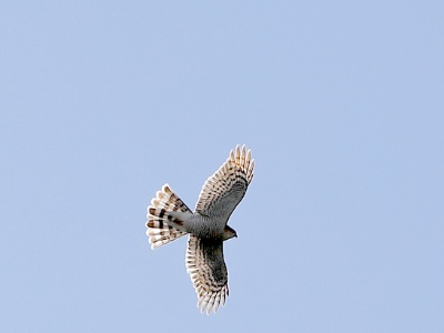 28A1513 copy  FRA: Épervier d'Europe (Accipiter nisus) GRB: Eurasian sparrowhawk DEU: Sperber (Art) ESP: Accipiter nisus ITA: Accipiter nisus RUS: Ястреб-перепелятник CHN: 雀鹰