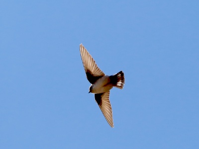 28A1534 copy  FRA: Hirondelle de rochers (Ptyonoprogne rupestris) GRB: Eurasian crag martin DEU: Felsenschwalbe ESP: Ptyonoprogne rupestris  ITA: Ptyonoprogne rupestris RUS: Скалистая ласточка CHN: 岩燕