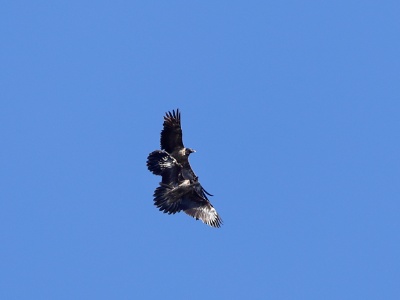 28A1553 copy  FRA: Gypaète barbu (Gypaetus barbatus) GRB: Bearded Vulture DEU: Bartgeier ESP: Gypaetus barbatus ITA: Gypaetus barbatus RUS: Бородач CHN: 胡兀鷲