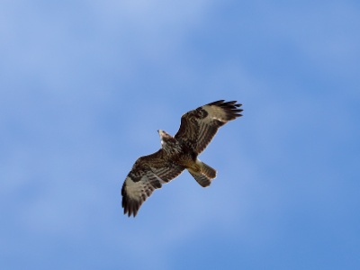 28A2396 copy  FRA: Buse variable (Buteo buteo) GRB: Common buzzard DEU: Mäusebussard ESP:  Buteo buteo ITA: Buteo buteo RUS: Обыкновенный канюк CHN: 普通鵟