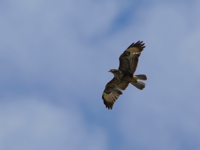28A2398 copy  FRA: Buse variable (Buteo buteo) GRB: Common buzzard DEU: Mäusebussard ESP:  Buteo buteo ITA: Buteo buteo RUS: Обыкновенный канюк CHN: 普通鵟