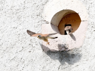 28A2416 copy 3  FRA: Faucon crécerelle(Falco tinnunculus) GRB: Common kestrel DEU: Turmfalke ESP: Falco tinnunculus ITA: Falco tinnunculus RUS: Обыкновенная пустельга CHN: 紅隼