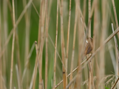 28A2417 copy  FRA: Rousserolle effarvatte (Acrocephalus scirpaceus) GRB: Eurasian reed warbler DEU: Teichrohrsänger ESP: Acrocephalus scirpaceus ITA: Acrocephalus scirpaceus RUS: Тростниковая камышовка CHN: 芦苇莺