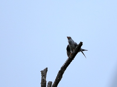 28A2419 copy  FRA: Coucou gris (Cuculus canorus) GRB: Common cuckoo DEU: Kuckuck ESP: Cuculus canorus ITA: Cuculus canorus RUS: Обыкновенная кукушка CHN: 大杜鹃