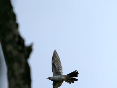 28A2420 copy  FRA: Coucou gris (Cuculus canorus) GRB: Common cuckoo DEU: Kuckuck ESP: Cuculus canorus ITA: Cuculus canorus RUS: Обыкновенная кукушка CHN: 大杜鹃