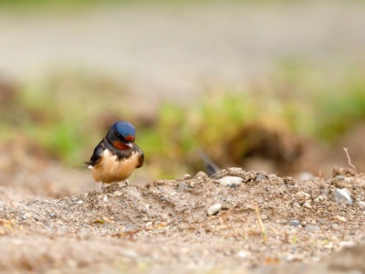 28A2474 copy  FRA: Hirondelle rustique (Hirundo rustica) GRB: Barn swallow DEU: Rauchschwalbe ESP: Hirundo rustica ITA: Hirundo rustica RUS: Деревенская ласточка CHN: 家燕
