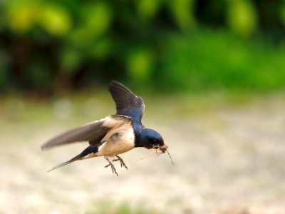 28A2486 copy  FRA: Hirondelle rustique (Hirundo rustica) GRB: Barn swallow DEU: Rauchschwalbe ESP: Hirundo rustica ITA: Hirundo rustica RUS: Деревенская ласточка CHN: 家燕
