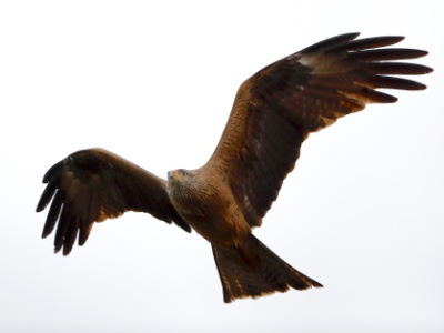 28A2535 copy  FRA: Milan noir (Milvus migrans) GRB: Black Kite DEU: Schwarzmilan ESP: Milvus migrans ITA: Milvus migrans RUS: Чёрный коршун CHN: 黑鸢