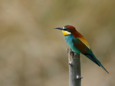 28A2626 copy  FRA: Guêpier d'Europe (Merops apiaster) GRB: European Bee-eater DEU: Bienenfresser ESP: abejaruco europeo ITA: Merops apiaster RUS: Золотистая щурка CHN: 黄喉蜂虎