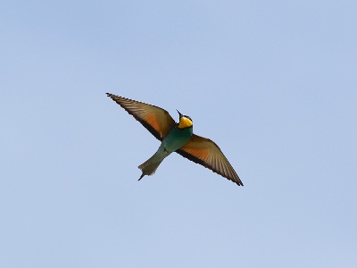 28A2645 copy  FRA: Guêpier d'Europe (Merops apiaster) GRB: European Bee-eater DEU: Bienenfresser ESP: abejaruco europeo ITA: Merops apiaster RUS: Золотистая щурка CHN: 黄喉蜂虎