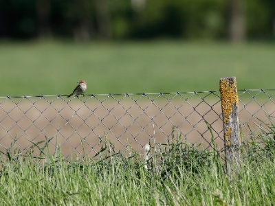 28A2651 copy  FRA: Pie-grièche écorcheur(Lanius collurio) GRB: Red-backed shrike DEU: Neuntöter ESP: Lanius collurio ITA: Lanius collurio RUS: Обыкновенный жулан CHN: 红背伯劳
