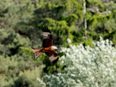 28A2664 copy  FRA: Milan royal (Milvus milvus) GRB: Red kite DEU: Rotmilan ESP: El milano real (Milvus milvus) ITA: Il nibbio reale (Milvus milvus) RUS: Красный коршун CHN: 红鸢