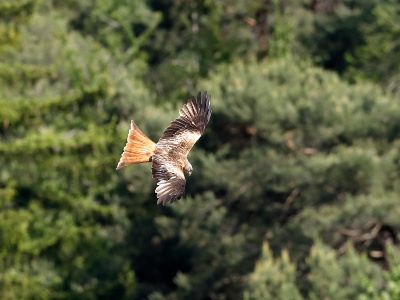 28A2669 copy  FRA: Milan royal (Milvus milvus) GRB: Red kite DEU: Rotmilan ESP: El milano real (Milvus milvus) ITA: Il nibbio reale (Milvus milvus) RUS: Красный коршун CHN: 红鸢
