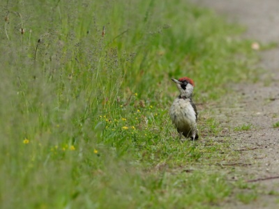 28A2753 copy  FRA: Pic vert ou pivert (Picus viridis) GRB: Eurpean Green Woodpecker DEU: Grünspecht ESP: Picus viridis ITA: Picus viridis RUS: Зелёный дятел CHN: 欧洲绿啄木鸟