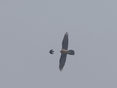 328A3257 copy  FRA: Gypaète barbu (Gypaetus barbatus) GRB: Bearded Vulture DEU: Bartgeier ESP: Gypaetus barbatus ITA: Gypaetus barbatus RUS: Бородач CHN: 胡兀鷲