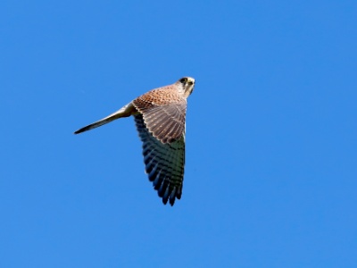 328A3350 copy  FRA: Faucon crécerelle(Falco tinnunculus) GRB: Common kestrel DEU: Turmfalke ESP: Falco tinnunculus ITA: Falco tinnunculus RUS: Обыкновенная пустельга CHN: 紅隼
