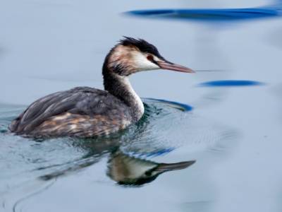 328A3394 copy  FRA: Grèbe huppé (Podiceps cristatus) GRB: Great crested grebe DEU: Haubentaucher ESP: Podiceps cristatus ITA: Podiceps cristatus RUS:  CHN: 鳳頭鷿鷈
