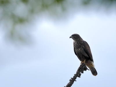 328A3097  FRA: Buse variable (Buteo buteo) GRB: Common buzzard DEU: Mäusebussard ESP:  Buteo buteo ITA: Buteo buteo RUS: Обыкновенный канюк CHN: 普通鵟