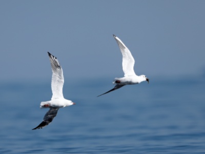 328A3211 copy  FRA:  Mouette rieuse (Larus ridibundus) GRB: Common Black-headed GullMoineau friquet (Passer montanus) DEU: Lachmöwe ESP: gaviota reidora ITA: gabbiano comune  RUS: Озёрная чайка CHN: 红嘴鸥