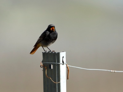 328A5022 copy  FRA: Rougequeue noir (Phoenicurus ochruros) GRB: Black Redstart DEU: Hausrotschwanz ESP: Phoenicurus ochruros ITA: Phoenicurus ochruros RUS: Горихвостка-чернушка CHN: 赭红尾鸲
