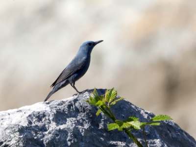 328A5124 copy  FRA: Monticole bleu (Monticola solitarius)  GRB: Blue rock thrush DEU: Blaumerle ESP:Monticola solitarius ITA: Monticola solitarius RUS: Синий каменный дрозд CHN: 蓝矶鸫
