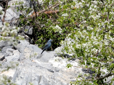 328A5129 copy  FRA: Monticole bleu (Monticola solitarius)  GRB: Blue rock thrush DEU: Blaumerle ESP:Monticola solitarius ITA: Monticola solitarius RUS: Синий каменный дрозд CHN: 蓝矶鸫